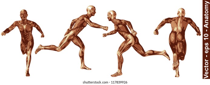 Vector concept or conceptual human or man 3D anatomy body with muscle isolated on white background a metaphor to medicine,sport,male,muscular,medical,health,biology or fitness group,collection or set