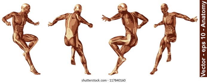 Vector concept or conceptual human or man 3D anatomy body with muscle isolated on white background a metaphor to medicine,sport,male,muscular,medical,health,biology or fitness group,collection or set