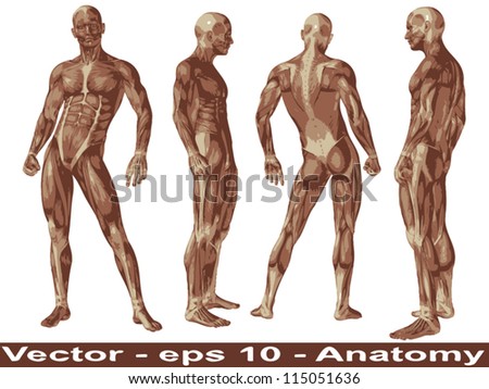 Vector concept or conceptual human or man 3D anatomy body with muscle isolated on white background a metaphor to medicine,sport,male,muscular,medical,health,biology or fitness group,collection or set