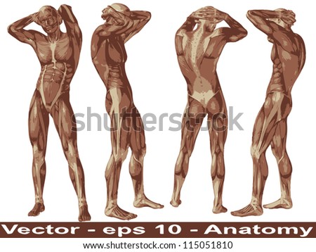 Vector concept or conceptual human or man 3D anatomy body with muscle isolated on white background a metaphor to medicine,sport,male,muscular,medical,health,biology or fitness group,collection or set