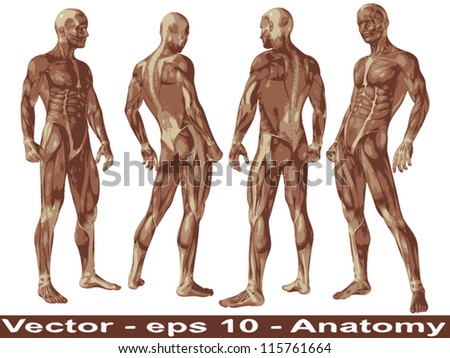 Vector concept or conceptual human or man 3D anatomy body with muscle isolated on white background a metaphor to medicine,sport,male ,muscular,medical,health,biology or fitness group,collection or set