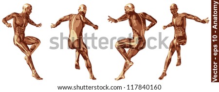 Vector concept or conceptual human or man 3D anatomy body with muscle isolated on white background a metaphor to medicine,sport,male,muscular,medical,health,biology or fitness group,collection or set