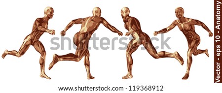 Vector concept or conceptual human or man 3D anatomy body with muscle isolated on white background a metaphor to medicine,sport,male ,muscular,medical,health,biology or fitness group,collection or set