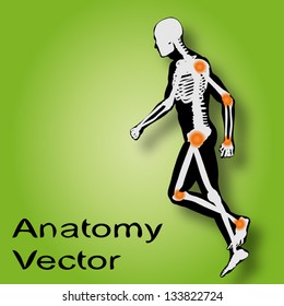 Vector concept or conceptual white and black man anatomy illustration on green background for medical,medicine,health,rheumatism,osteoporosis,muscle,ache,arthritis,inflammation,painful or bones design