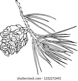 Vector cone on a branch of Christmas tree. New Year illustration. Holiday design.