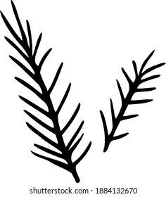 Vector coniferous twig. Spruce needles. Black and white clipart.