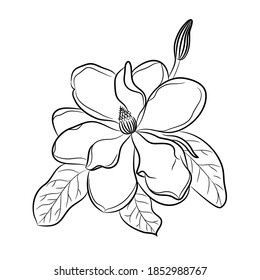 Vector contemporary set of isolated hand drawn doodle magnolia flowers. Pattern of drawn flowers on a white background. 