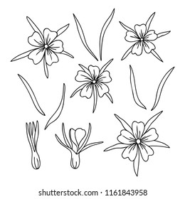 vector contour agrostemma  flowers bud branch bouquet hand drawn sketch coloring book for your design