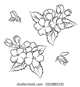 vector contour apple  flower and bee on white coloring book