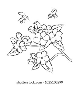 vector contour apple  flower tree and bee on white coloring book