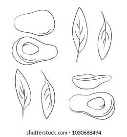 vector contour avocado vegetable colorng book sketch illustration for menu healthy food