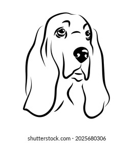 vector contour basset hound head, logo purebred pet, white black dog portrait, companion and animal friendship, realistic simple face