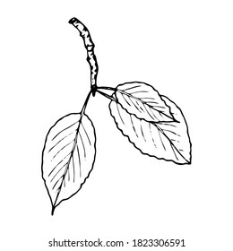 Vector contour branch. Hand-drawn outline sketch illustration on white background isolated. Ornamental cherries leaf. Vintage decorative elements for floral botanical design. Line plant silhouette