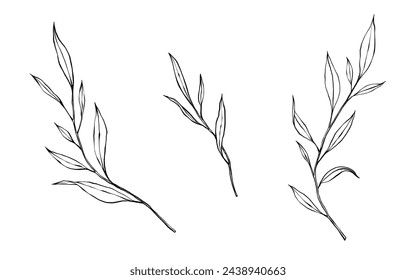 vector contour branch and leaves. Elegant illustration for tattoo, wedding decoration. hand drawing monochrome botanical illustration for backgrounds. Template for wedding cards and polygraph, logo.