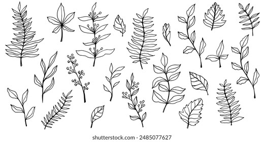 vector contour branch and leaves. Elegant branches. black outline element with white background, editable. hand drawn monochrome botanical illustration, wedding cards, logo, tattoo.