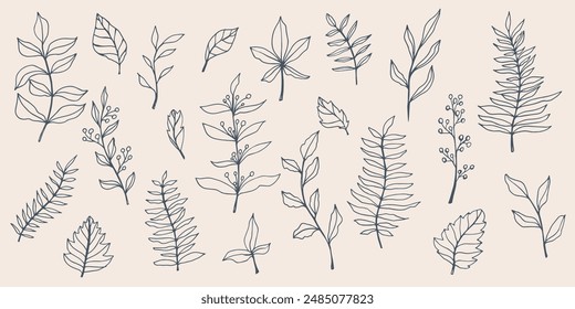 Vektorgrafik Kontur Zweig und Blätter. Elegante Zweige. Umrisselement ohne Hintergrund. Handgezeichnete monochrome botanische Illustration, Hochzeitskarten, Logo, Tattoo.
