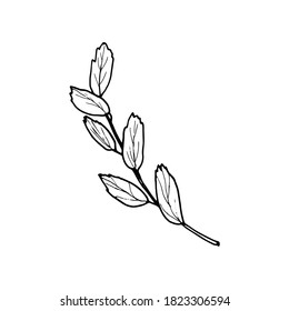 Vector contour branch with leaves. Hand-drawn outline sketch illustration on white background isolated. Ornamental spirea leaves. Vintage decorative elements for floral botanical design.