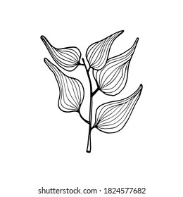 Rama de contorno de vectores con hojas. Ilustración de esbozo dibujada a mano sobre fondo blanco aislado. Hoja ornamental elegante. Elementos decorativos de época para el diseño floral botánico.
