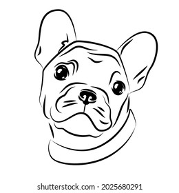 vector contour buldog head, logo purebred pet, white black dog portrait, companion and animal friendship, realistic simple face