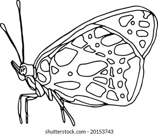 vector - mariposa de contorno aislada en fondo blanco