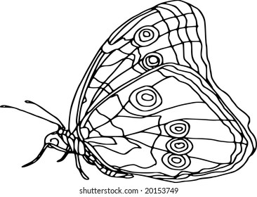 vector - contour butterfly  isolated on white background