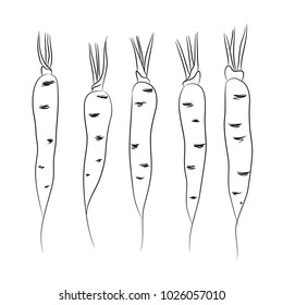 vector contour carrot vegetable branch on white coloring book