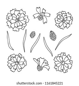 vector contour catananche  flowers bud branch bouquet hand drawn sketch coloring book for your design