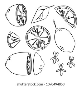 vector contour citrus lemon fruit slices 