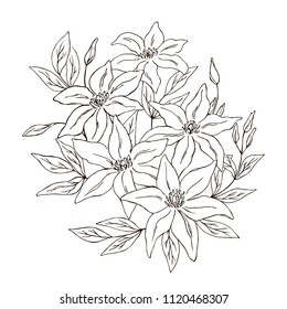 vector contour clematis lily flower leaf bud bouquet coloring book 