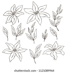 vector contour clematis lily flower leaf bud bouquet elements coloring book