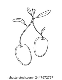 Vector contour clipart olives on a twig, coloring book for hobbies, healthy food, postcard, art, design for T-shirts and accessories