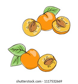 vector contour color apricot fruit whole half slice leaf  illustration on white elements set