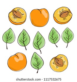 vector contour color apricot fruit whole half slice leaf illustration on white elements set