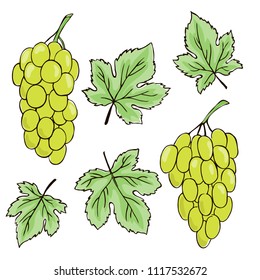vector contour color grape fruit  leaf illustration on white elements set vegetarian food dessert