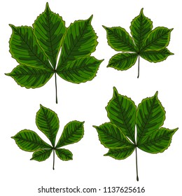 vector contour color green chestnut tree leaf on white card for your design