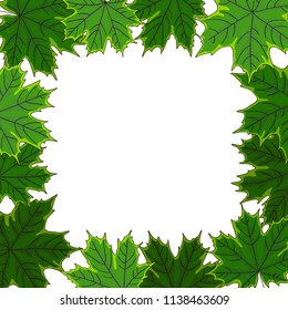 vector contour color green maple tree leaf on white square border frame card for your design