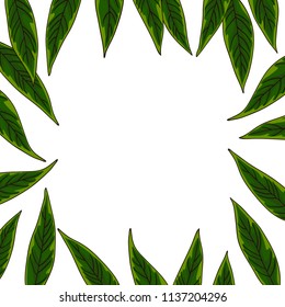vector contour color green willow tree leaf on white square border frame card for your design