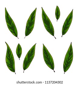 vector contour color green willow tree leaf on white for your design