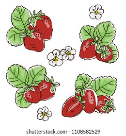 vector contour color red strawberry berry leaf flowers set on white