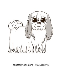 vector contour color shih tsu chinese dog with grey ears and big eyes 