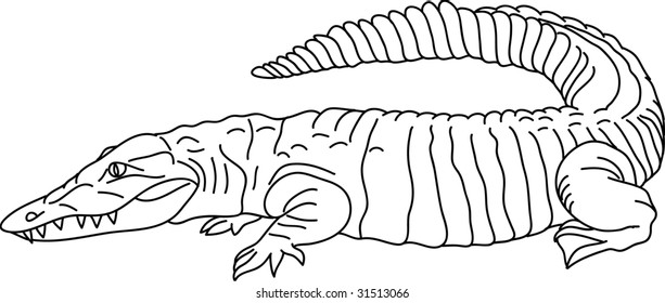 vector -  contour crocodille isolated on background