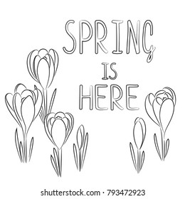 vector contour crocus flower card