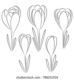 vector contour crocus flowers set