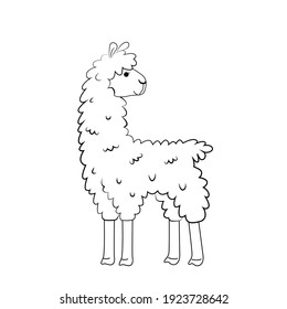 Vector Contour Of Cute Alpaca. Nice Lama Outline Isolated On A White Background.