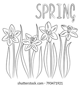 vector contour daffodil flowers set