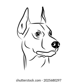 Vector Contour Doberman Head, Logo Purebred Pet, White Black Dog Portrait, Companion And Animal Friendship, Realistic Simple Face