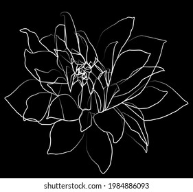 Vector contour drawing of decorative chrysanthemum flower