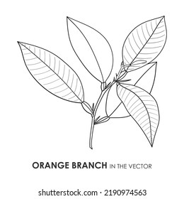 VECTOR CONTOUR DRAWING OF AN ORANGE BRANCH ON A WHITE BACKGROUND