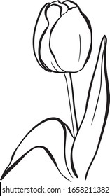 Konturzeichnung der Vektorillustration einer Tulpenblume mit Blättern auf isoliertem weißem Hintergrund. Verwendung als Postkarte, in Design, Produktverpackung, Hochzeitseinladung