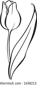 Vector contour drawing of a tulip flower with leaves on an isolated white background. In style outline. Use as a postcard, in design, product packaging, wedding invitation